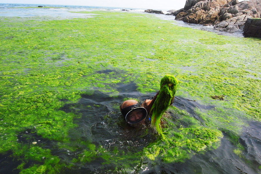 青岛浒苔爆发