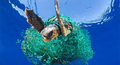 海洋垃圾对动物影响太恶劣丨搁浅海龟死亡时体内有6斤塑料