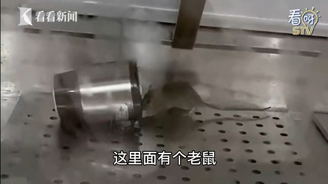 老鼠